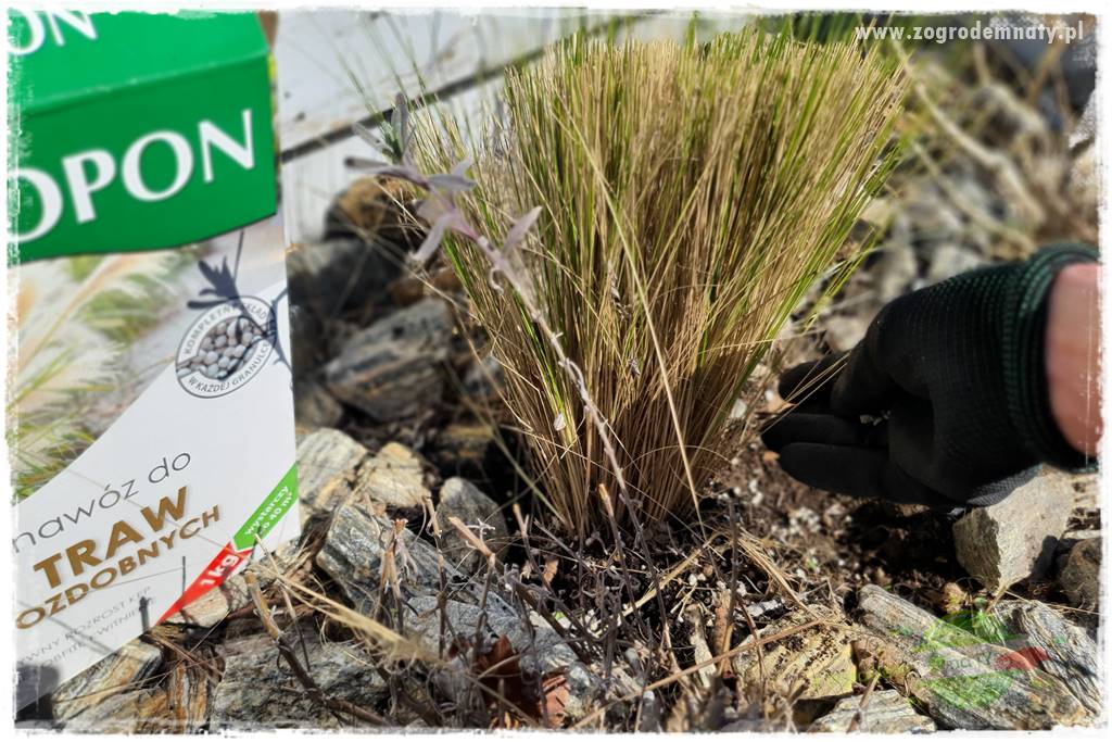 piękne trawy ozdobne 41 piękne trawy ozdobne 41