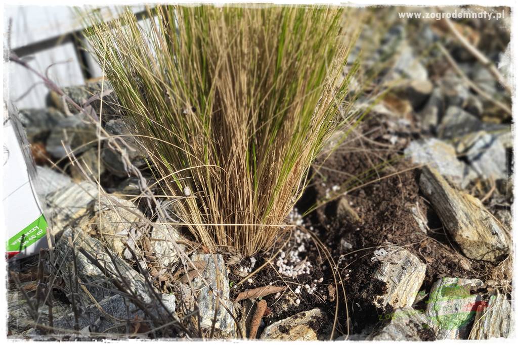 piękne trawy ozdobne 42 piękne trawy ozdobne 42