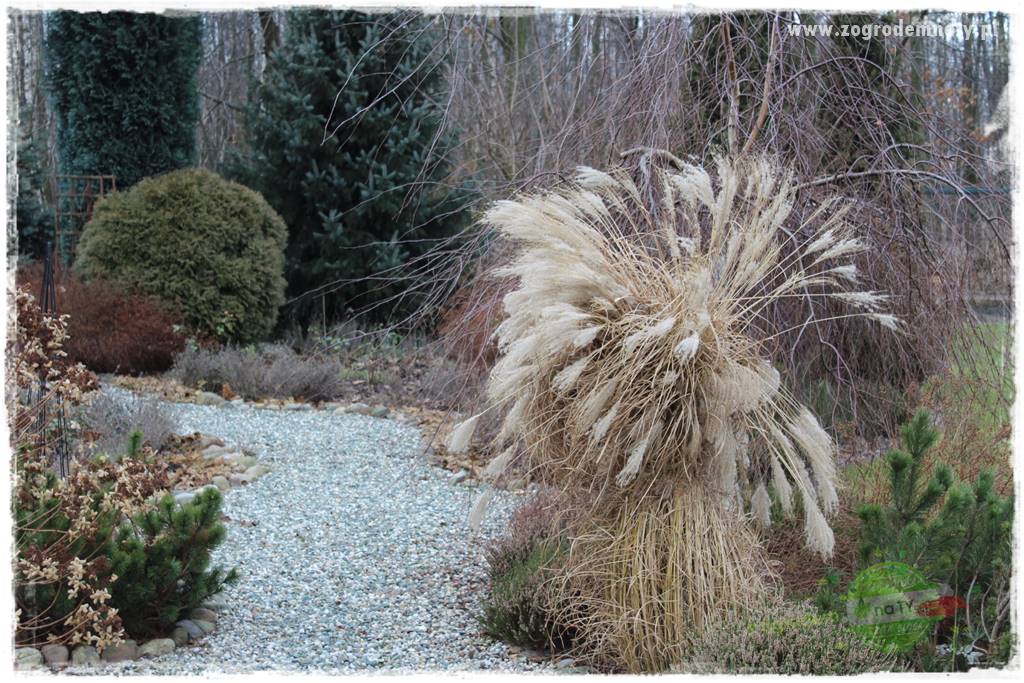 piękne trawy ozdobne 43 piękne trawy ozdobne 43