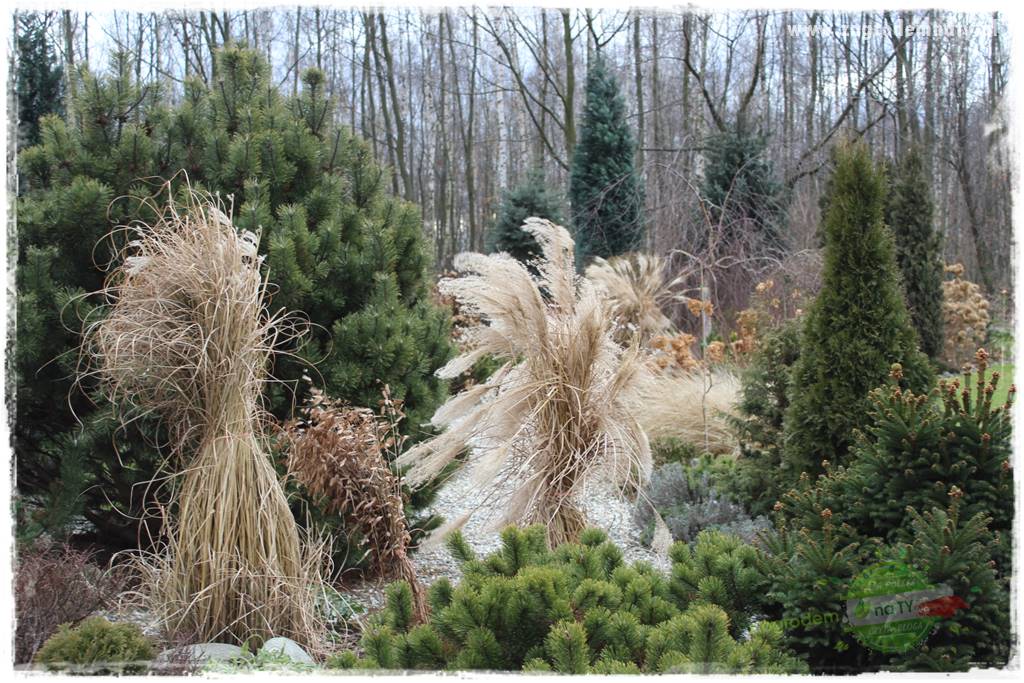 piękne trawy ozdobne 46 piękne trawy ozdobne 46