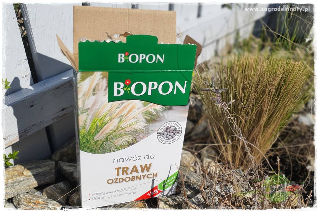 piękne trawy ozdobne 47