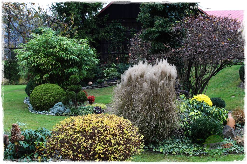 piękne trawy ozdobne 5