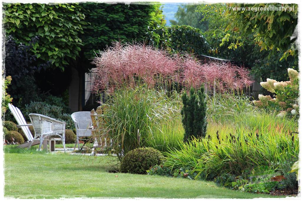 piękne trawy ozdobne 6 piękne trawy ozdobne 6