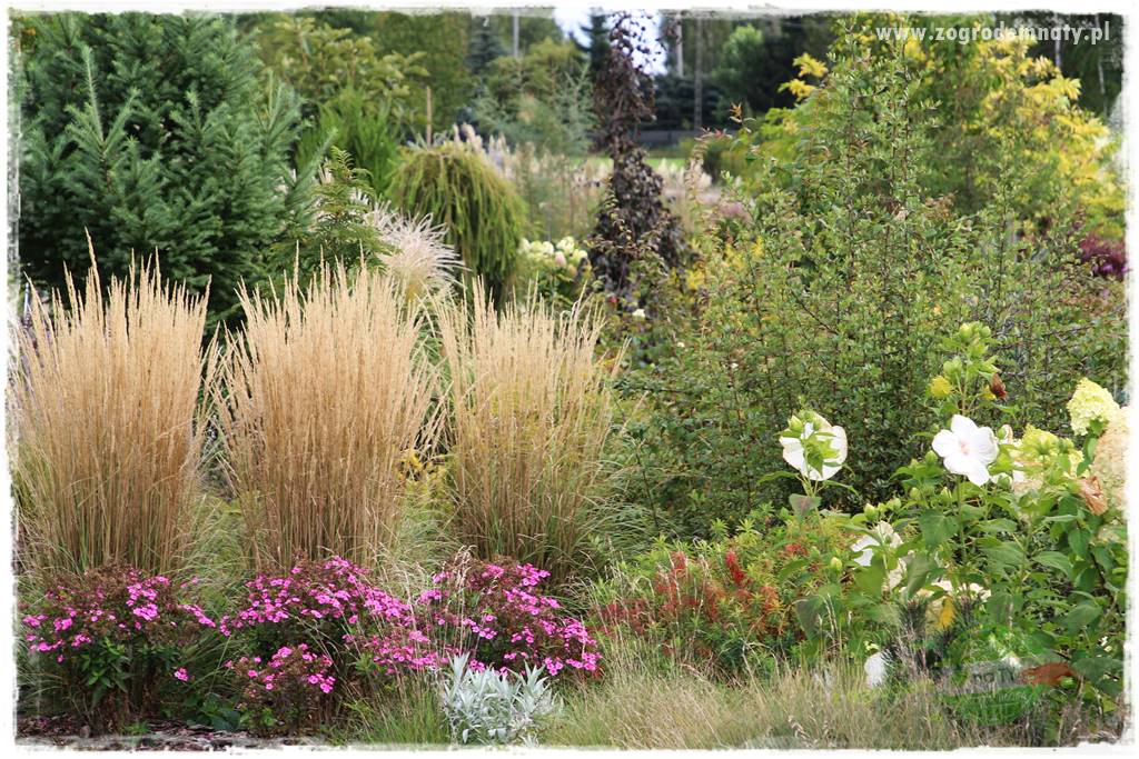 piękne trawy ozdobne 7 piękne trawy ozdobne 7