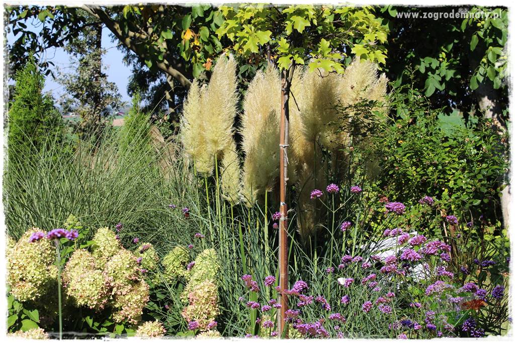 piękne trawy ozdobne 8 piękne trawy ozdobne 8