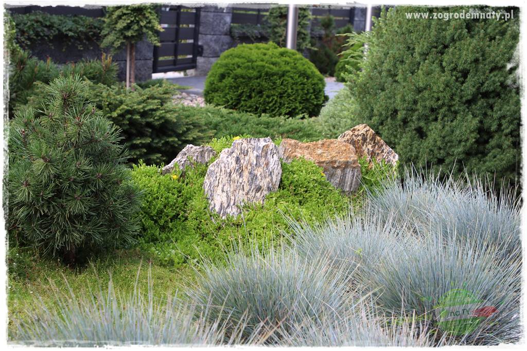 piękne trawy ozdobne 9 piękne trawy ozdobne 9