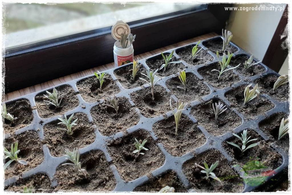 tani ogród 10 tani ogród 10