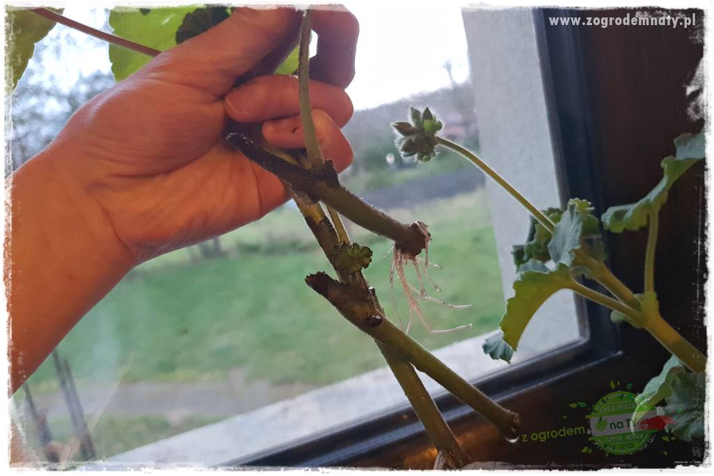 tani ogród 11 tani ogród 11