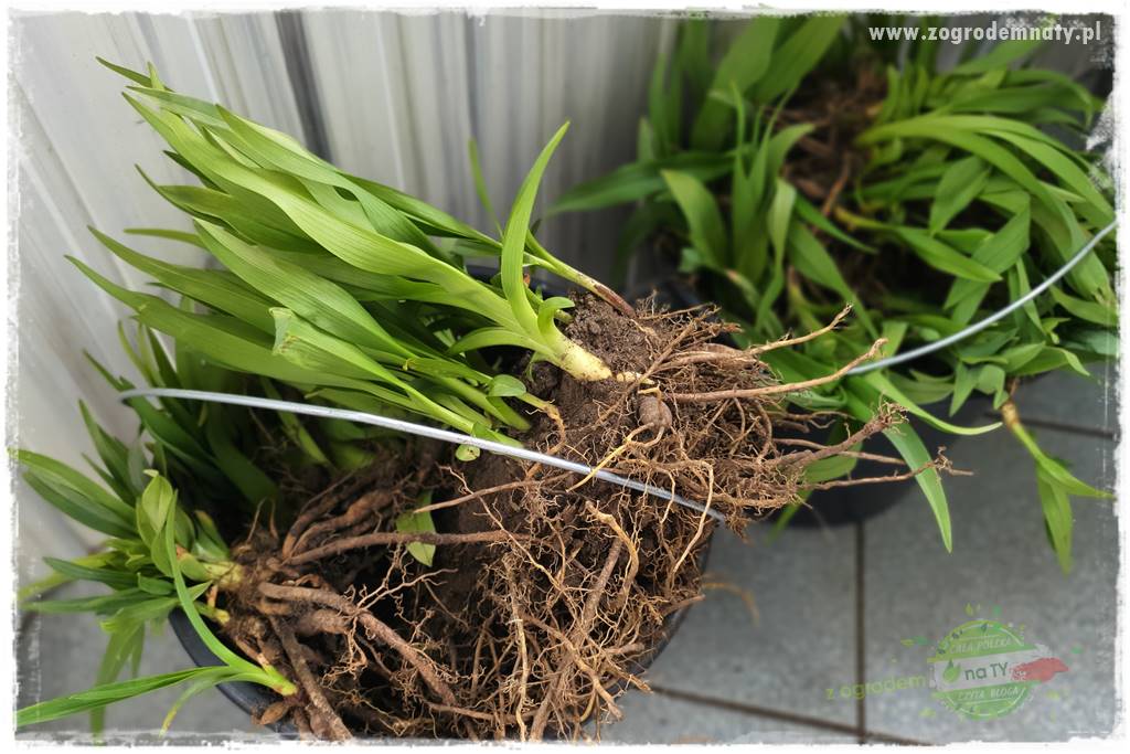 tani ogród 15 tani ogród 15