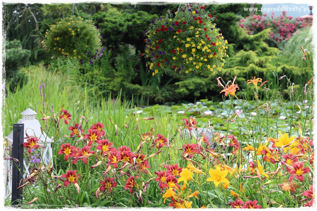 tani ogród 16 tani ogród 16