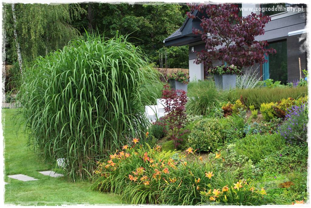 tani ogród 17 tani ogród 17