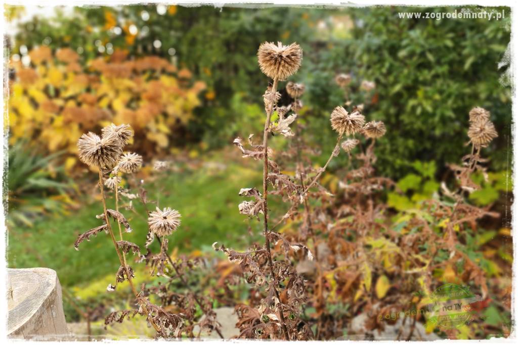 tani ogród 18 tani ogród 18