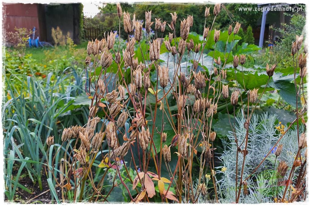 tani ogród 19 tani ogród 19