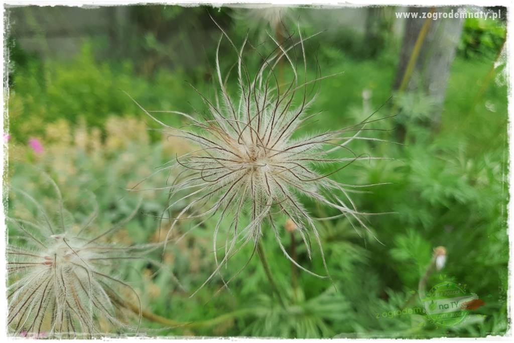 tani ogród 20 tani ogród 20