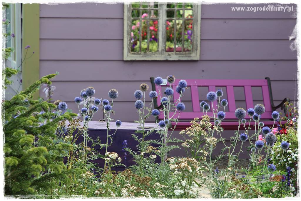 tani ogród 21 tani ogród 21