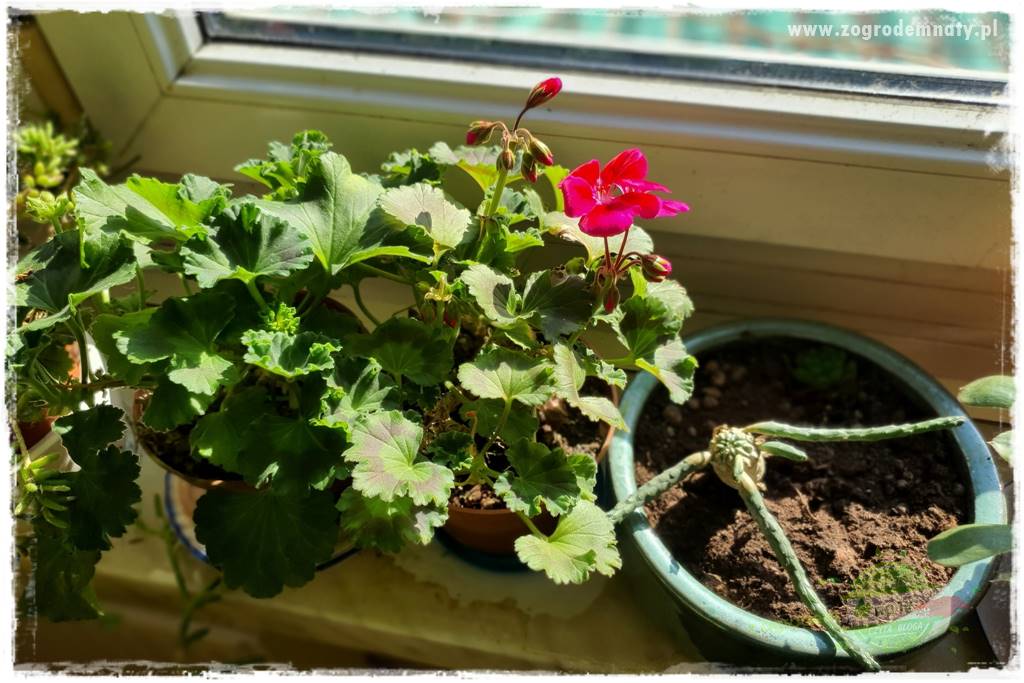 tani ogród 24 tani ogród 24