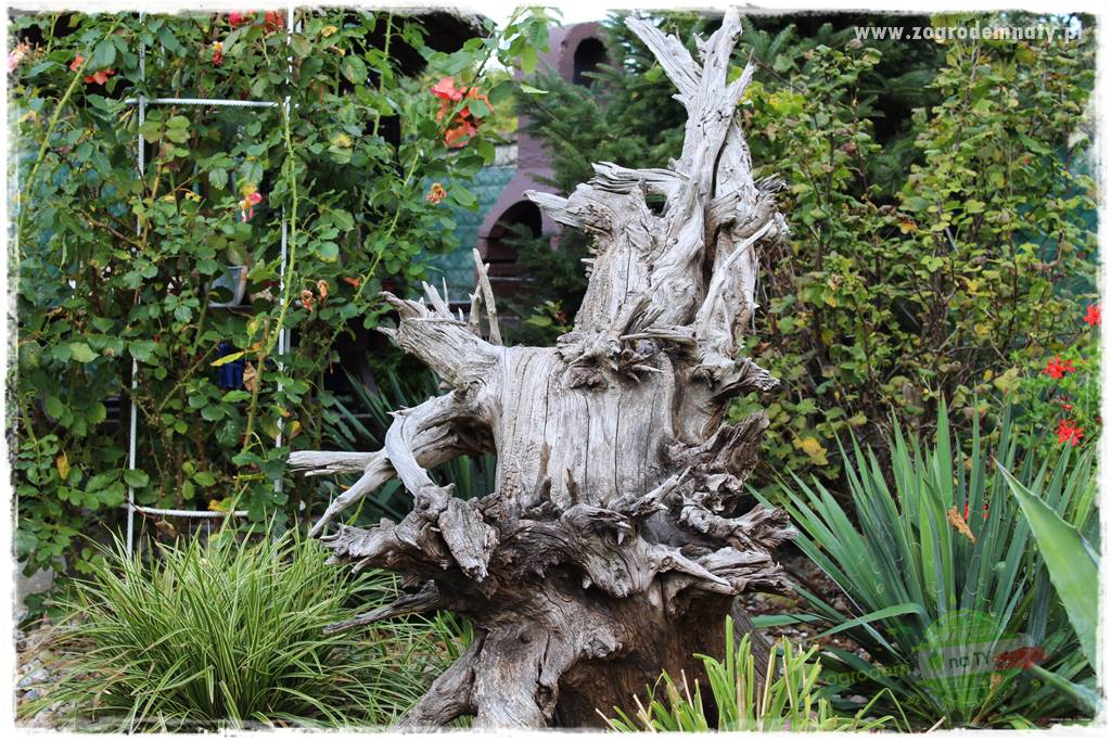 tani ogród 35 tani ogród 35