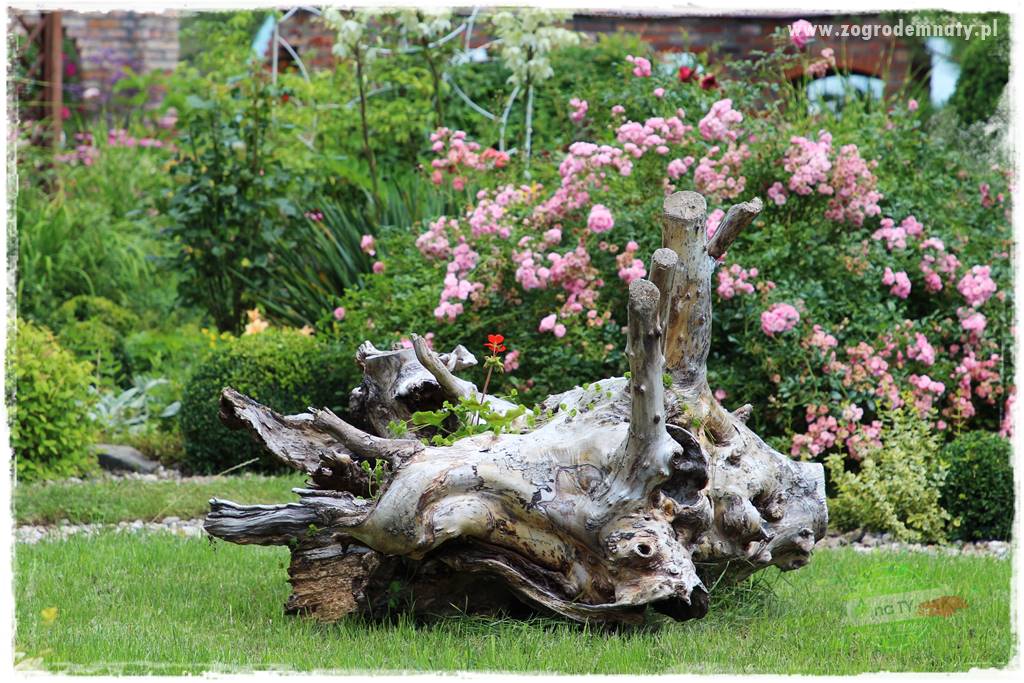 tani ogród 37 tani ogród 37