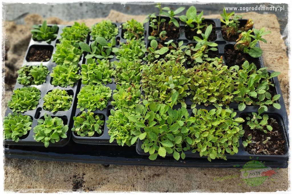 tani ogród 3d tani ogród 3d