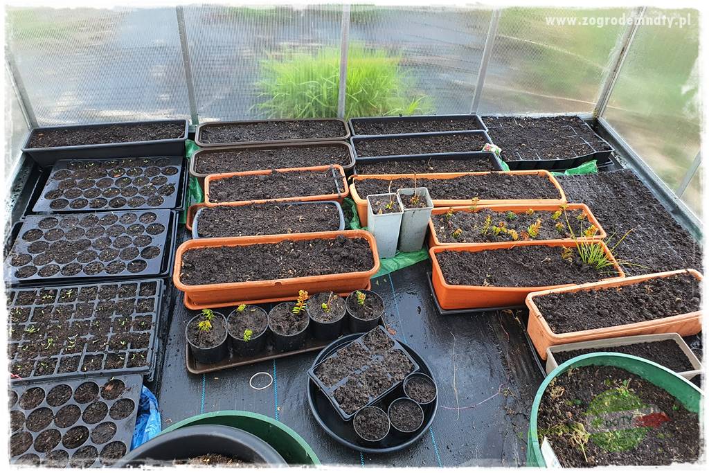 tani ogród 5 tani ogród 5