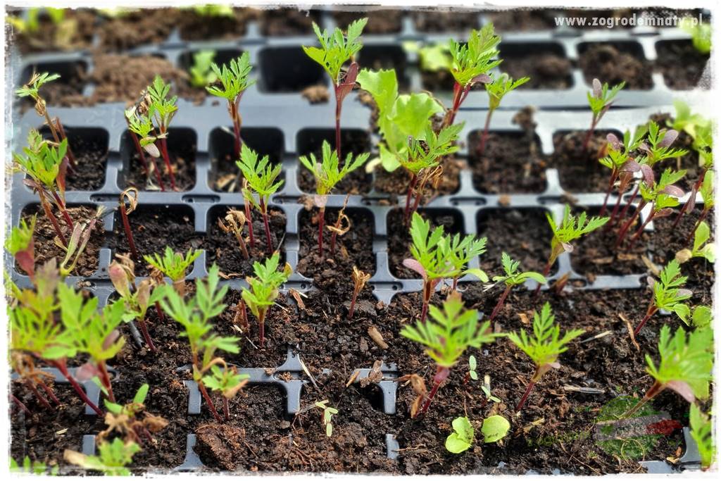 tani ogród 6 tani ogród 6