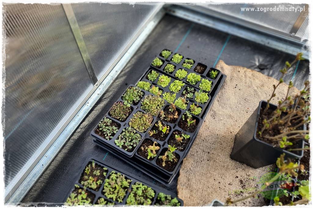 tani ogród 7 tani ogród 7