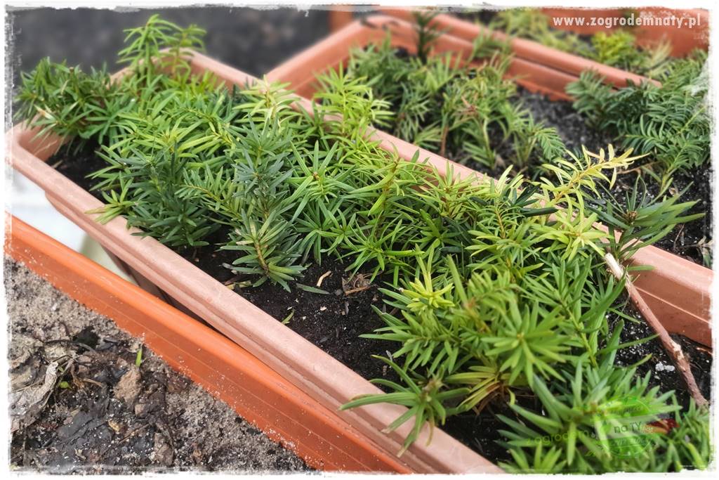 tani ogród 8 tani ogród 8