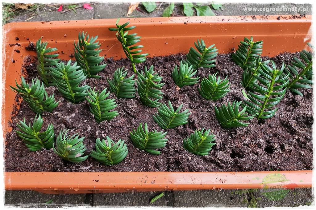 tani ogród 9 tani ogród 9