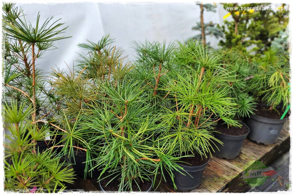 tanie obrzeża trawnikowe 1 tanie obrzeża trawnikowe 1