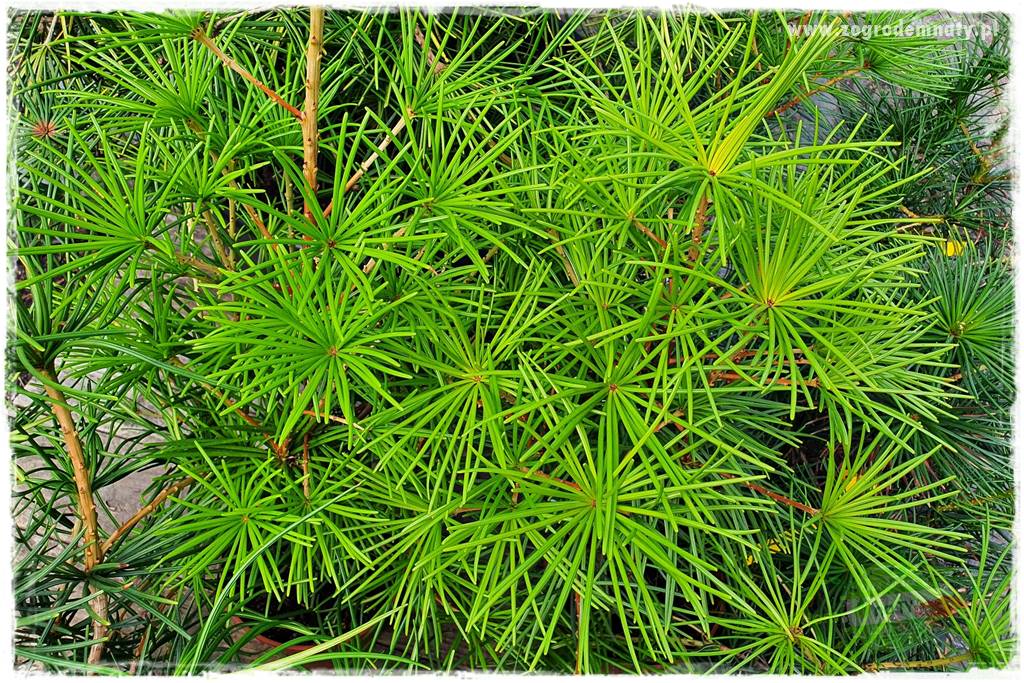 tanie obrzeża trawnikowe 2 tanie obrzeża trawnikowe 2