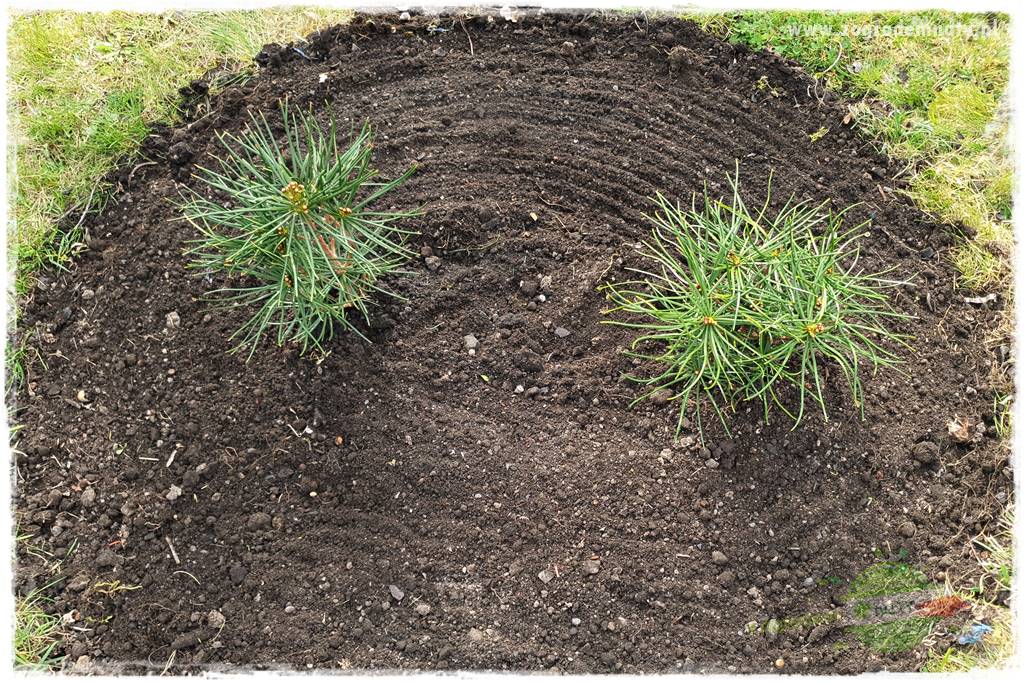 tanie obrzeża trawnikowe 26 tanie obrzeża trawnikowe 26