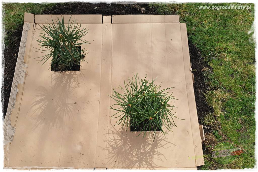 tanie obrzeża trawnikowe 27 tanie obrzeża trawnikowe 27