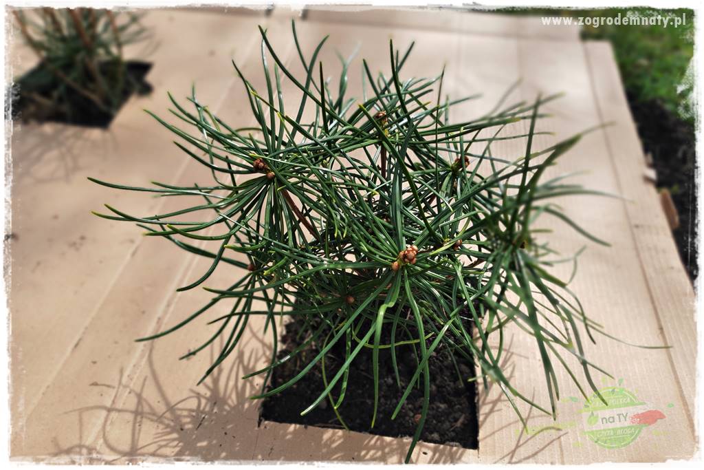 tanie obrzeża trawnikowe 28 tanie obrzeża trawnikowe 28