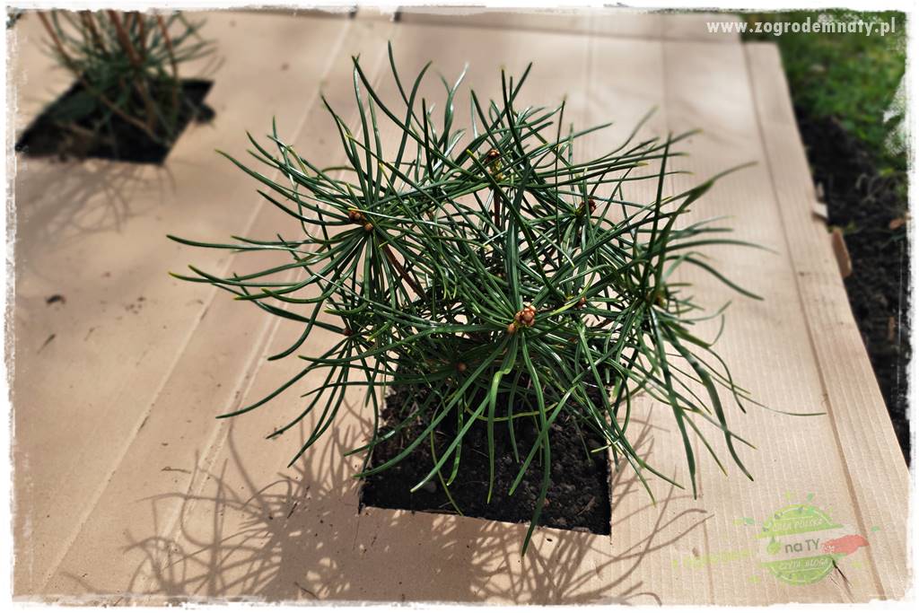 tanie obrzeża trawnikowe 34