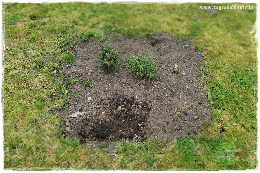 tanie obrzeża trawnikowe 5