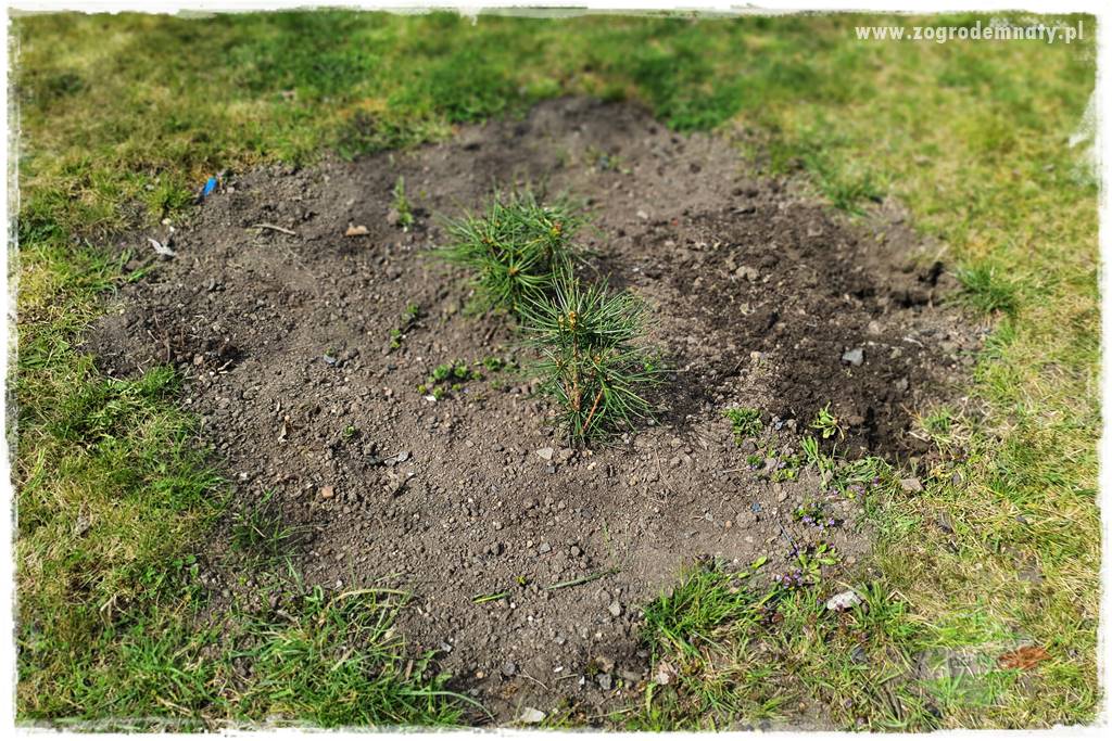 tanie obrzeża trawnikowe 6 tanie obrzeża trawnikowe 6