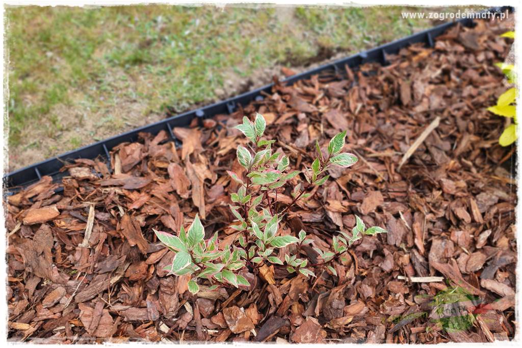 Agrotkanina w ogrodzie 14