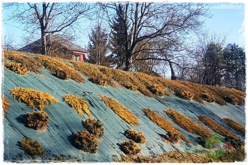 Agrotkanina w ogrodzie 15