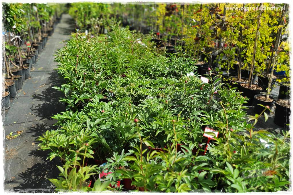 Agrotkanina w ogrodzie 21