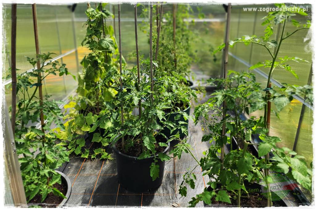 Agrotkanina w ogrodzie 22