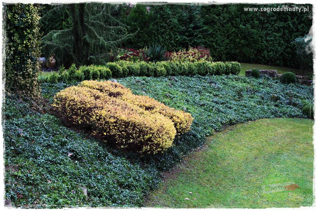 Agrotkanina w ogrodzie 31 Agrotkanina w ogrodzie 31