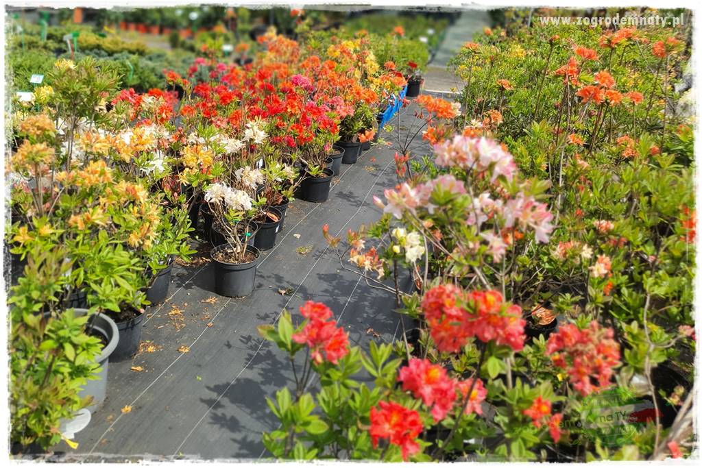 Agrotkanina w ogrodzie 4 Agrotkanina w ogrodzie 4