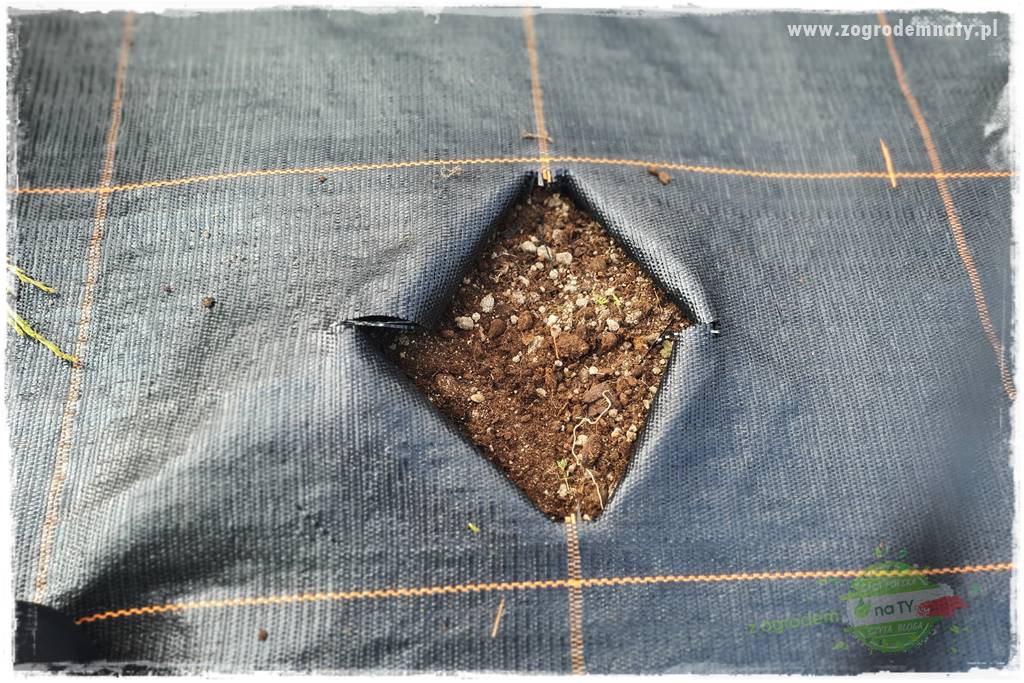 Agrotkanina w ogrodzie 40 Agrotkanina w ogrodzie 40