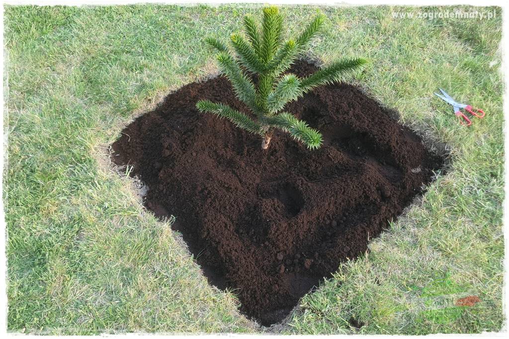 Agrotkanina w ogrodzie 41 Agrotkanina w ogrodzie 41