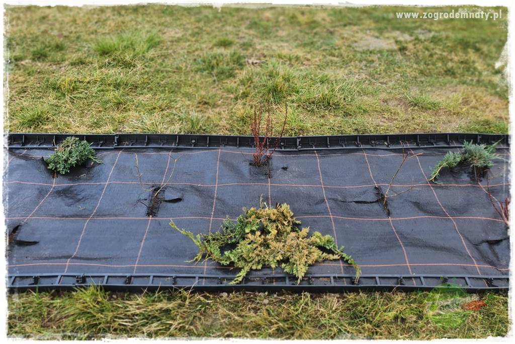 Agrotkanina w ogrodzie 42 Agrotkanina w ogrodzie 42