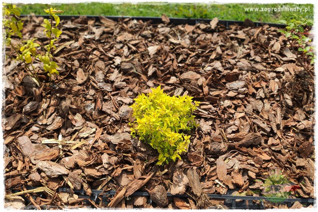 Agrotkanina w ogrodzie 48