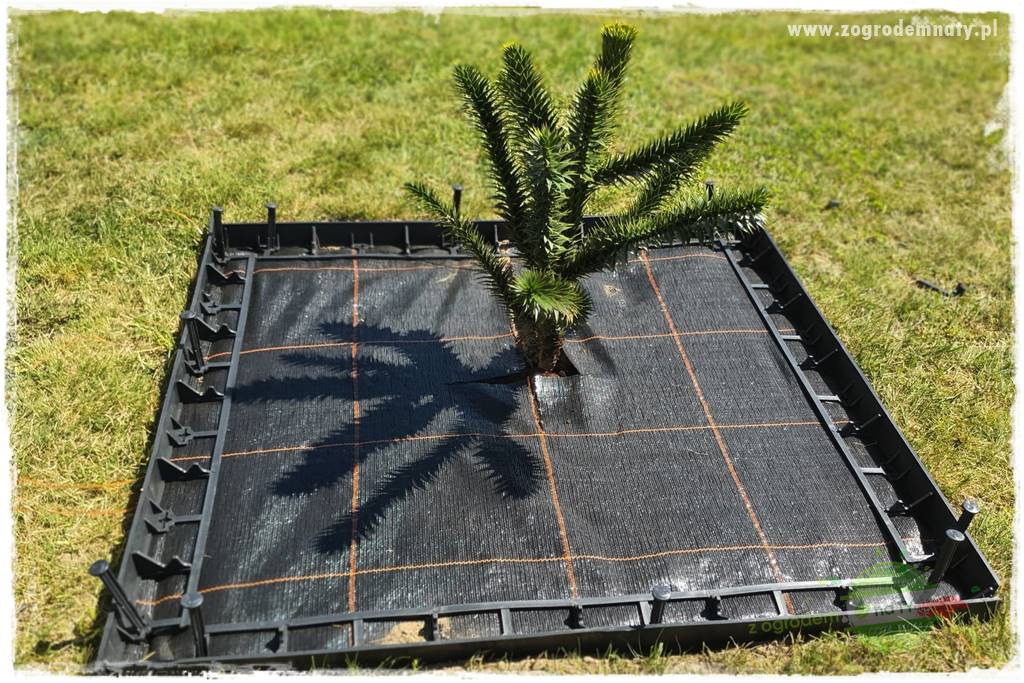 Agrotkanina w ogrodzie 49 Agrotkanina w ogrodzie 49