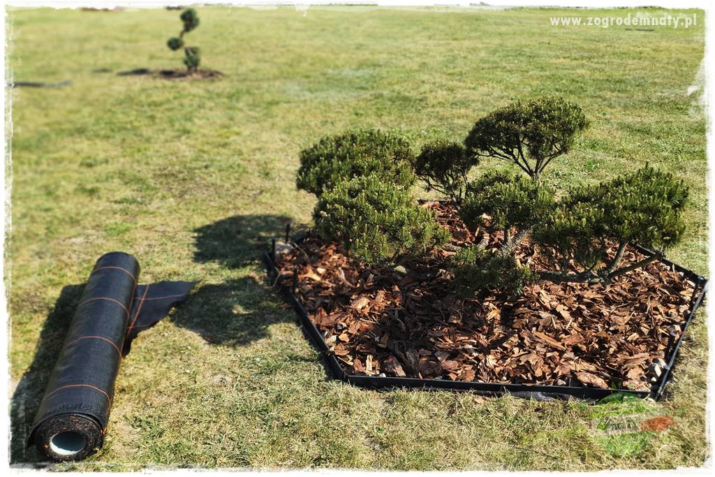 Agrotkanina w ogrodzie 51 Agrotkanina w ogrodzie 51