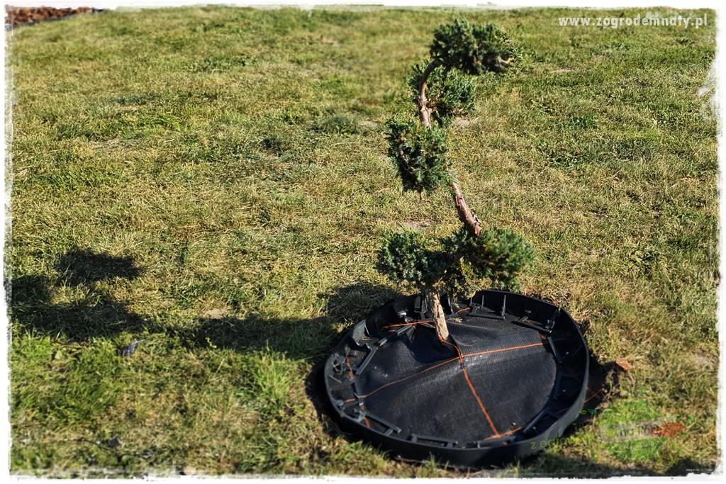 Agrotkanina w ogrodzie 9 Agrotkanina w ogrodzie 9