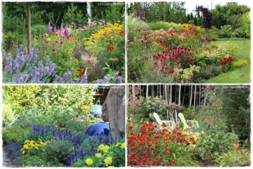 Byliny długo kwitnące 0